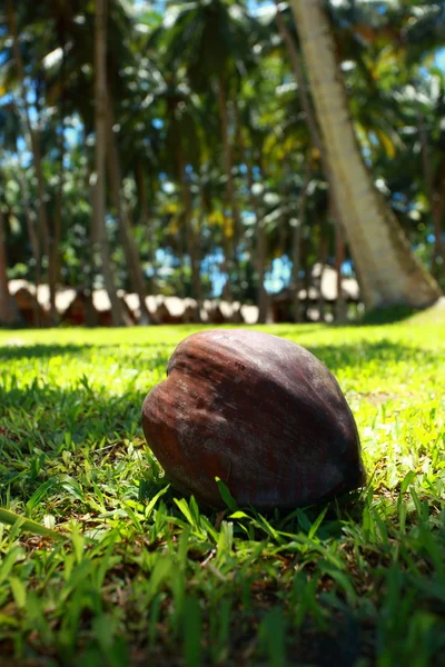 Tropische palm tuin in het prachtige paradijs — Stockfoto