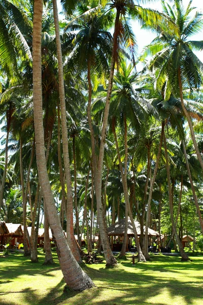Jardín tropical de palmeras en el hermoso paraíso —  Fotos de Stock