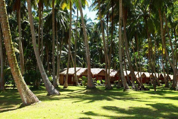 Jardin tropical de palmiers dans un beau paradis — Photo