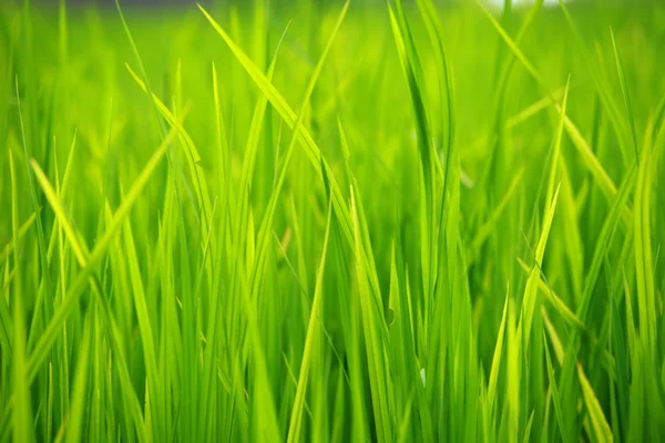Grüne terrassenförmige Reisfelder in Havelock Island, Indien. — Stockfoto