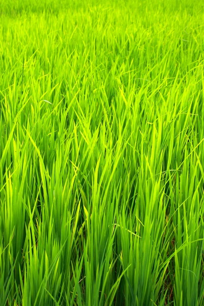 Groene terrasvormige rijst veld in havelock island, india. — Stockfoto