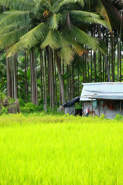 Зеленое рисовое поле на острове Хавелок, Индия . — стоковое фото