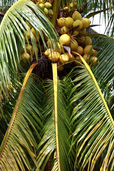 Palmboom en kokos in de jungle. — Stockfoto