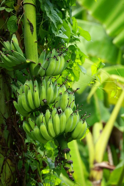 Зеленые бананы — стоковое фото