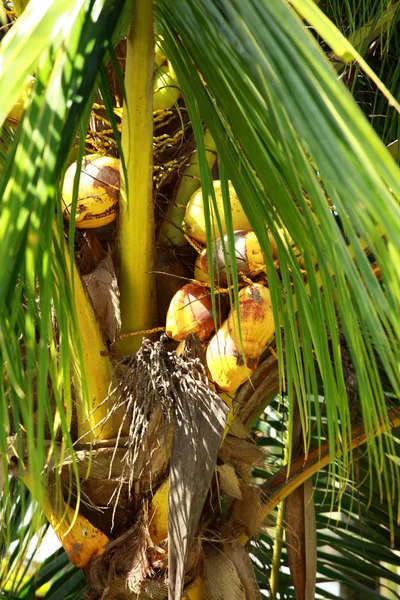 Palmera y coco en la selva . — Foto de Stock