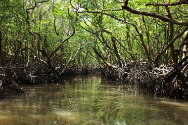 mangrov ağaç havelock Adası, andamans, Hindistan.