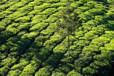 yeşil çay tarlaları manzara. Munnar, kerala, Hindistan