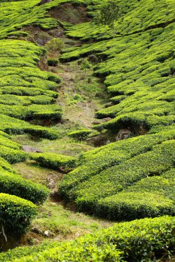 yeşil çay tarlaları manzara. Munnar, kerala, Hindistan