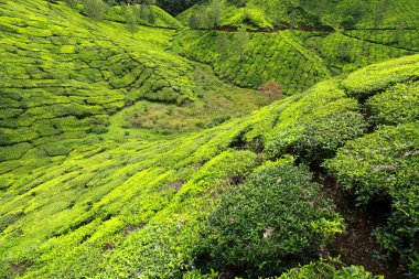 yeşil çay tarlaları manzara. Munnar, kerala, Hindistan