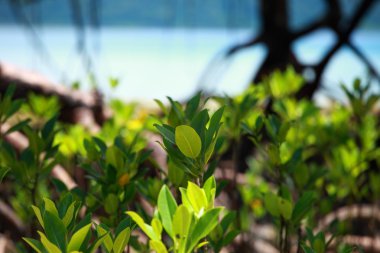 Mangrove tree in Havelock Island in Andamans, India. clipart