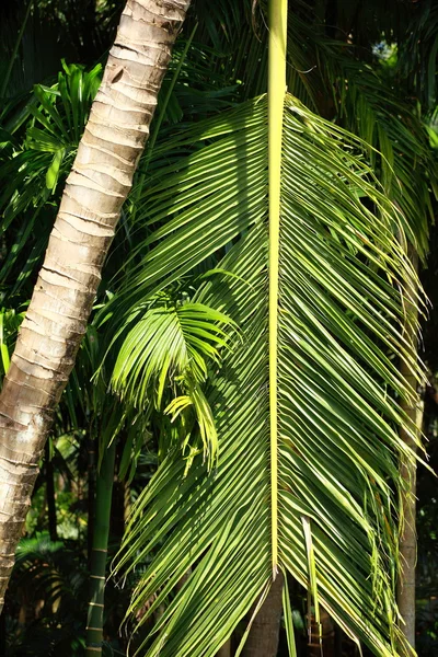 Palme und Kokosnuss im Dschungel. — Stockfoto