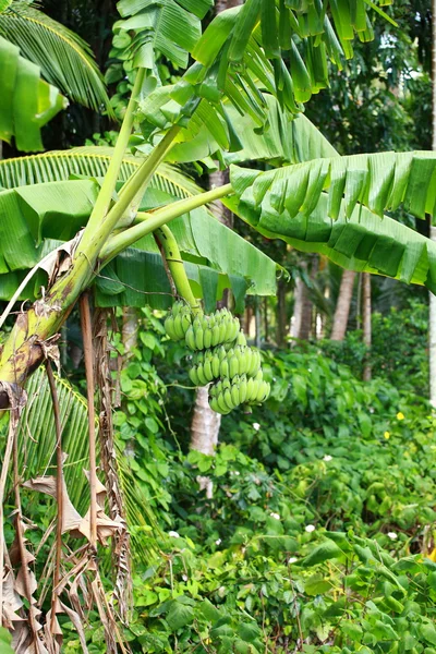 Bananas verdes — Fotografia de Stock