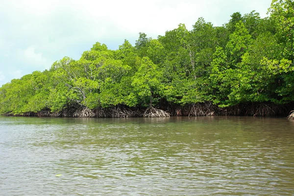 Manguezal em Havelock Island em Andamans, Índia . — Fotografia de Stock