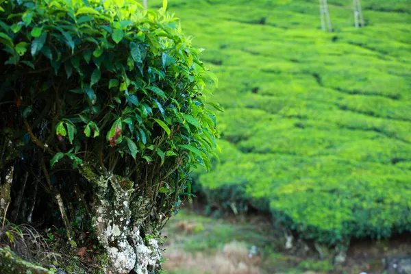 Landskap av gröna te odlingar. munnar, kerala, Indien — Stockfoto