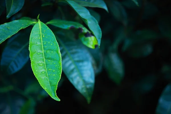 Yeşil çay tarlaları manzara. Munnar, kerala, Hindistan — Stok fotoğraf