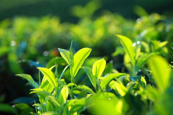 Paisagem de plantações de chá verde. Munnar, Kerala, Índia — Fotografia de Stock