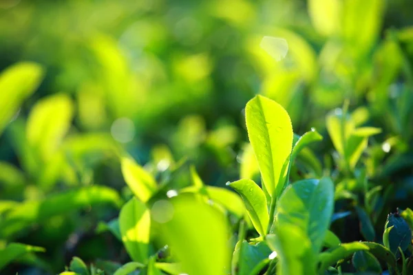 Landskap av gröna te odlingar. munnar, kerala, Indien — Stockfoto