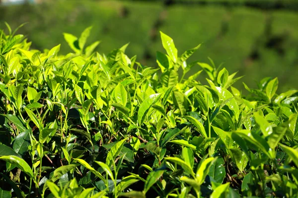 Paisagem de plantações de chá verde. Munnar, Kerala, Índia — Fotografia de Stock