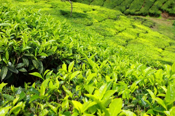 녹차 농장의 풍경입니다. Munnar, 케랄라, 인도 — 스톡 사진