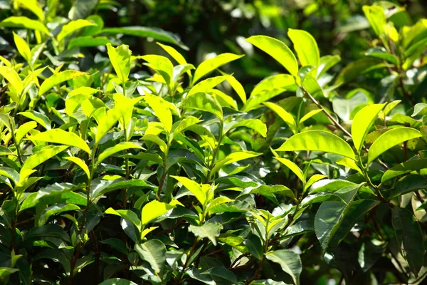Paisagem de plantações de chá verde. Munnar, Kerala, Índia — Fotografia de Stock