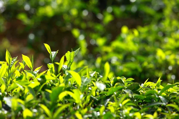 Yeşil çay tarlaları manzara. Munnar, kerala, Hindistan — Stok fotoğraf