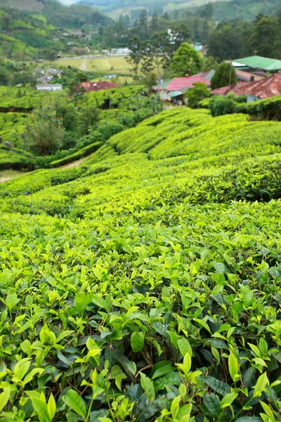 Paisaje de plantaciones de té verde. Munnar, Kerala, India — Foto de Stock