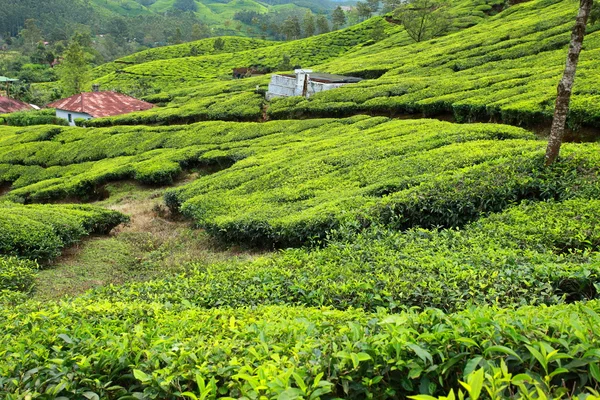 Paisagem de plantações de chá verde. Munnar, Kerala, Índia — Fotografia de Stock