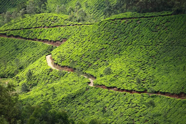 Τοπίο των φυτειών τσαγιού πράσινο. Munnar, Κεράλα, Ινδία — Φωτογραφία Αρχείου