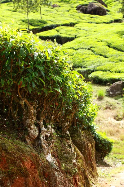 Краєвид зелений чай плантації. Munnar, Керала, Індія — стокове фото