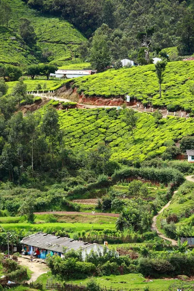 Landscape of green tea plantations. Munnar, Kerala, India — Stock Photo, Image