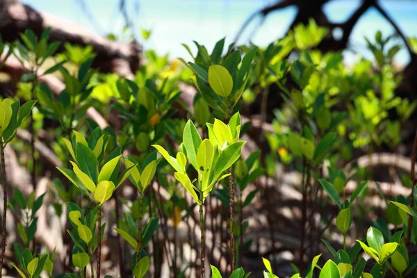 Mangrovenbaum auf havelock island in andamans, indien. — Stockfoto