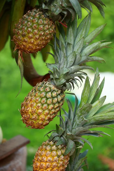 Frische Ananas auf dem wöchentlichen Obstmarkt — Stockfoto