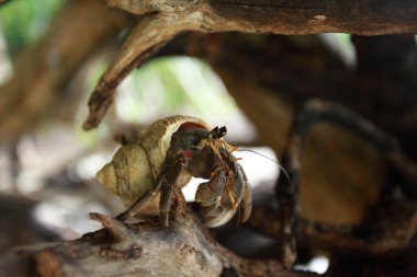 münzevi kimse Yengeç