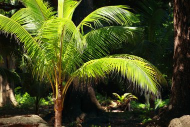andamans Island, Hindistan'ın mavi gökyüzünde üzerinde yeşil palmiye ağacı.