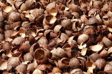 boş hindistancevizi