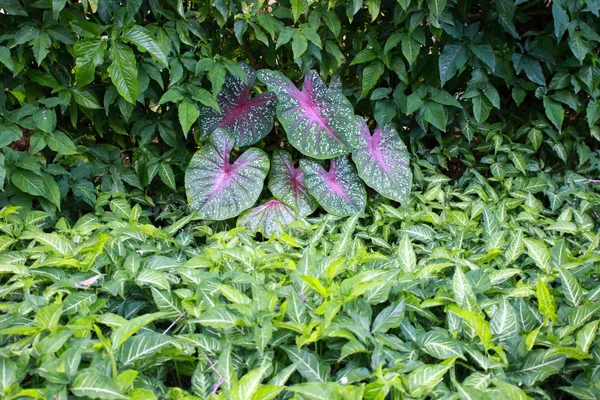 熱帯植物 — ストック写真