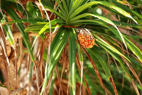 Frutta tropicale in spiaggia in India . — Foto Stock