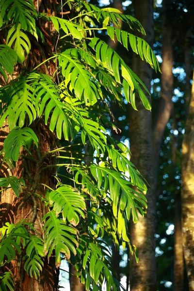 Tropische plant — Stockfoto