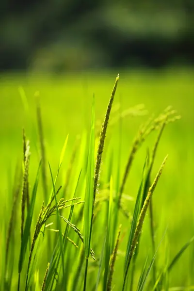 Rice Paddy's growing up in the organic farms of India — Stock Photo, Image