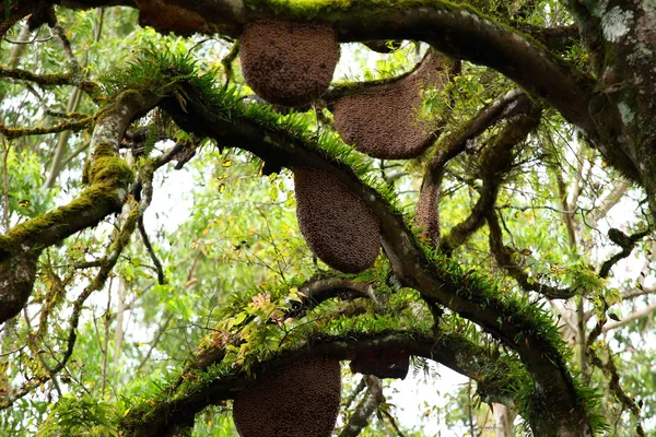 Bijenkorf opknoping over een boom — Stockfoto