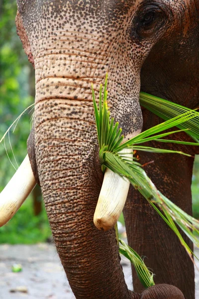 Elephants playing, eating sugar cane with their herd — Stock Photo, Image