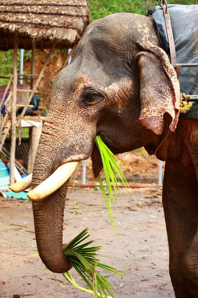 Elefantes jugando, comiendo caña de azúcar con su rebaño —  Fotos de Stock