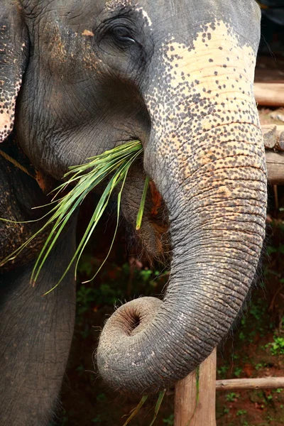 Elephants playing, eating sugar cane with their herd — Stock Photo, Image