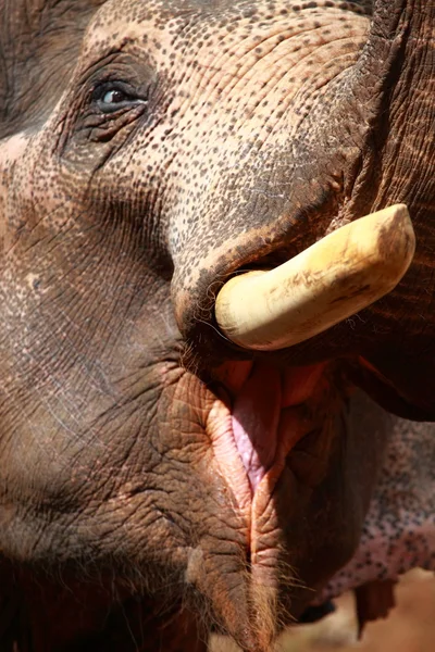 Elefanten spielen, Zuckerrohr essen mit ihrer Herde — Stockfoto