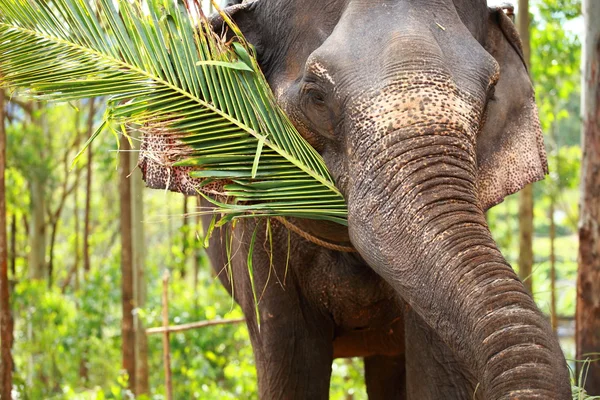 Elephants playing, eating sugar cane with their herd — Stock Photo, Image