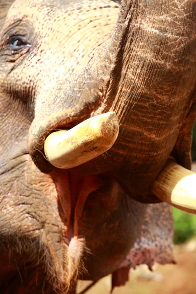 Ελέφαντες, παίζει, τρώει ζάχαρη από ζαχαροκάλαμο με το κοπάδι τους — Φωτογραφία Αρχείου