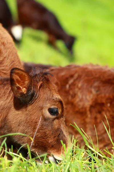 Leuke kalfkoe op een landelijk weiland. — Stockfoto