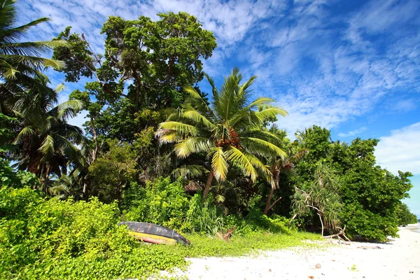 Зелений пальмою над Синє небо в andamans острова, Індія. — стокове фото