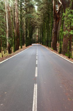 ormanda la esperanza, tenerife, Kanarya Adaları, İspanya