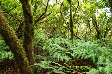 yemyeşil orman macizo de anaga, tenerife, İspanya.